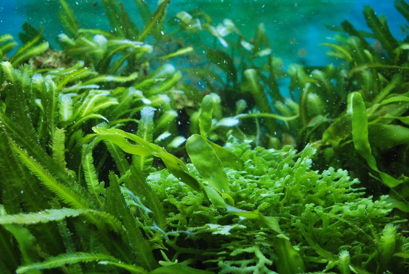Zašto su alge dobre za kožu