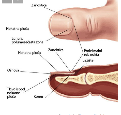 Bolesti noktiju