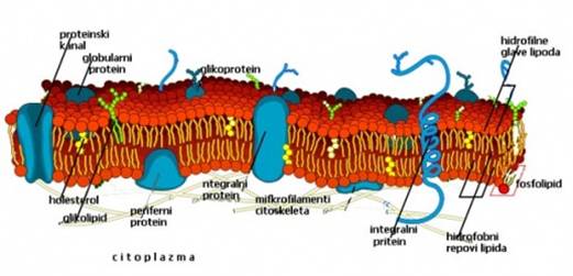 Transporti kroz ćelijsku membranu