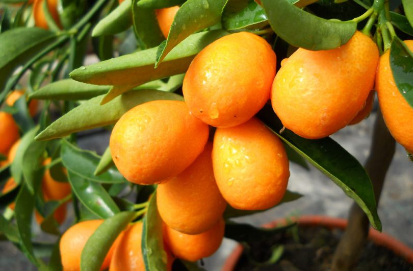 KUMKVAT – veliki izvor vitamina C