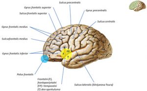 Slika br. 1 - Morfologija velikog mozga