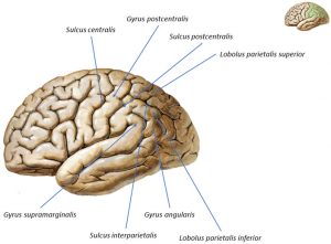 Slika br. 3 - Strukture temenog režnja velikog mozga