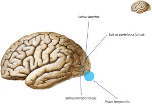 Slika br. 4 - Strukture potiljačnog režnja velikog mozga