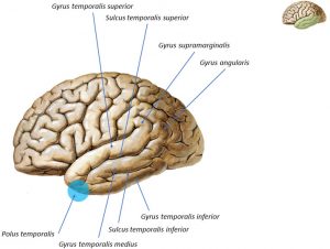 Slika br. 5 - Strukture slepoočnog režnja velikog mozga